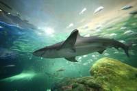 Ripley's Aquarium of Canada