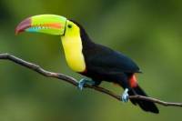 Roatan Shore Excursion: West Island Tour