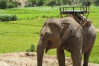 Rural Thailand Tour from Phuket Including Elephant Ride and Chalong Bay Cruise