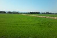 Safari in the Rice Fields with Typical Lunch and Farm Visit