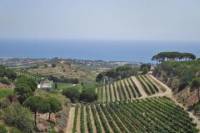 Sailing and Vineyard Guided Tour from Barcelona