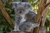 San Diego Zoo Transportation and Admission