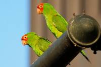 San Francisco's Wild Parrots of Telegraph Hill Walking Tour