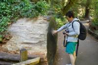 San Francisco Shore Excursion: Half Day Tour to the Coastal Redwoods of Muir Woods National Monument