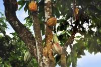 San Jose Tropical Rainforest Adventure including Chocolate Tasting