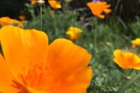 Santa Monica Urban Farming Bike Tour