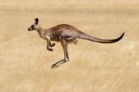 Savannah Walkabout Australian Animals Eco Tour from Melbourne
