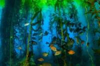 Scuba Diving in Giant Kelp Forest