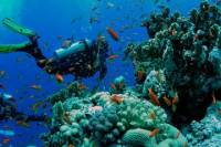 Scuba Diving Lesson in Cozumel from Cancun