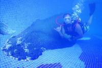 SCUBA Pool and Beach Dive for Beginners