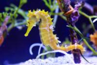 Sea Life London Aquarium: VIP Behind the Scenes Tour