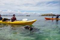 Seal and Penguin Islands Sea Kayak Tour from Perth