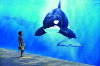 SeaWorld San Diego Day Tour from Anaheim