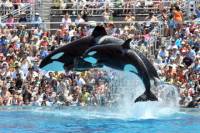 SeaWorld San Diego Transportation and Admission