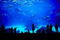 Sentosa S.E.A. Aquarium™ Admission in Singapore with Optional Hotel Transport