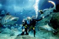Shark Dive Experience at Melbourne SEA LIFE Aquarium
