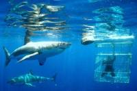 Shark Dive Tour from Cape Town