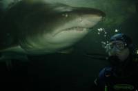 Shark Diving Xtreme in Sydney