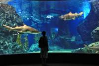Siam Ocean World Bangkok Private Tour