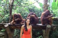 Singapore Zoo Morning Tour with optional Jungle Breakfast amongst Orangutans