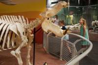 Skeletons: Animals Unveiled Museum Admission