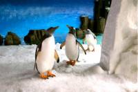 Skip the Line: Melbourne Aquarium Tickets