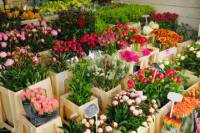 Small-Group Amsterdam Walking Tour with Cheese Tasting, Wine and Optional Canal Cruise