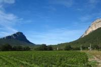 Small-Group Half-Day Languedoc Wine and Olive Tour from Montpellier