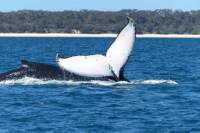 Small-Group Jervis Bay Whale-Watching Cruise and South Coast Day Trip from Sydney