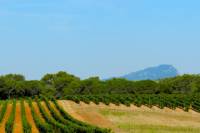 Small-Group Languedoc Pic Saint-Loup Wine and Olive Tour with Lunch