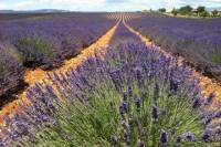 Small-Group Lavender Tour in the Luberon villages of Lourmarin, Roussillon and Sault from Marseille