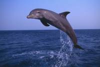 Small-Group Muscat Dolphin Watching and Snorkeling Cruise