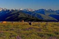 Small-Group Olympic National Park Tour from Seattle
