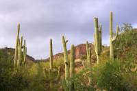 Small-Group Tour: Deluxe Phoenix and Scottsdale Day Trip