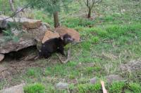 Small-Group Tour from Hobart Including Bonorong Wildlife Sanctuary and Richmond Historic Village