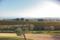 Small-Group Tuscan Wine Tour with Typical Lunch in a Local Farm