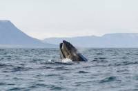 Small Group Whale Watching From Akureyri