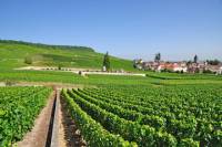 Small-Group Wine-Tasting Trip to the Champagne Region from Paris