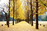Small-Group Winter Sonata Drama Location Tour