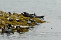 Small-Group Zodiac Wilderness Adventure from Ketchikan