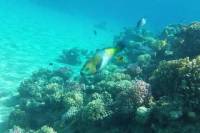 Snorkeling Trip to Tiran island by boat from Sharm El Sheikh