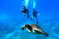 Snuba Adventure at Coral World Ocean Park