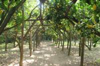Sorrento Farm Experience Including Tastings, Pizza Making and Limoncello