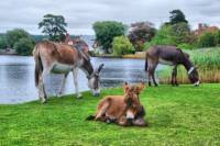 Southampton Shore Excursion: World War 2 American History Tour in the New Forest