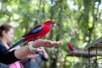 Springbrook National Park Discovery Full-Day Bushwalk including Glow Worm Tour