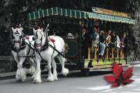 Stanley Park Horse-Drawn Tours