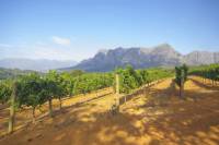 Stellenbosch Winelands Tasting Tour from Cape Town