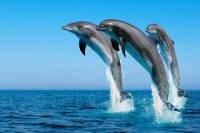Swim with Dolphins in Hurghada