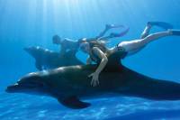 Swim with the Dolphins in Cabo San Lucas
