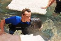 Swim with the Seals at the Miami Seaquarium
